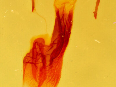 genitalia view of adult Neoligia elephas