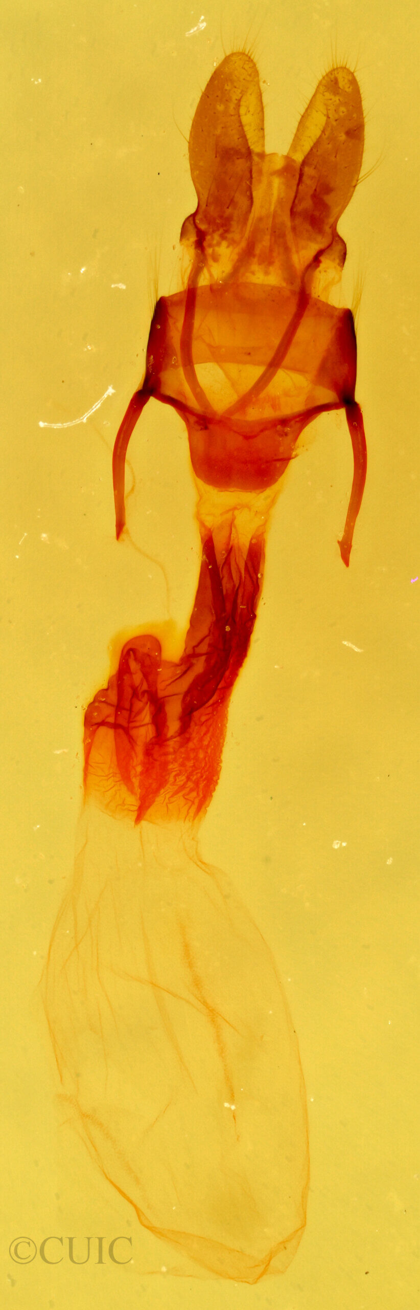 genitalia view of adult Neoligia elephas