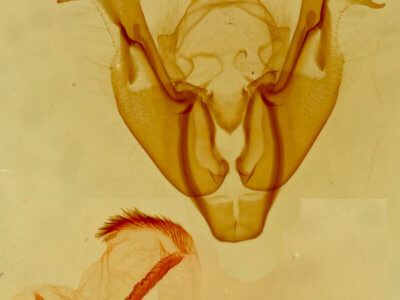 genitalia view of adult Neoligia tonsa