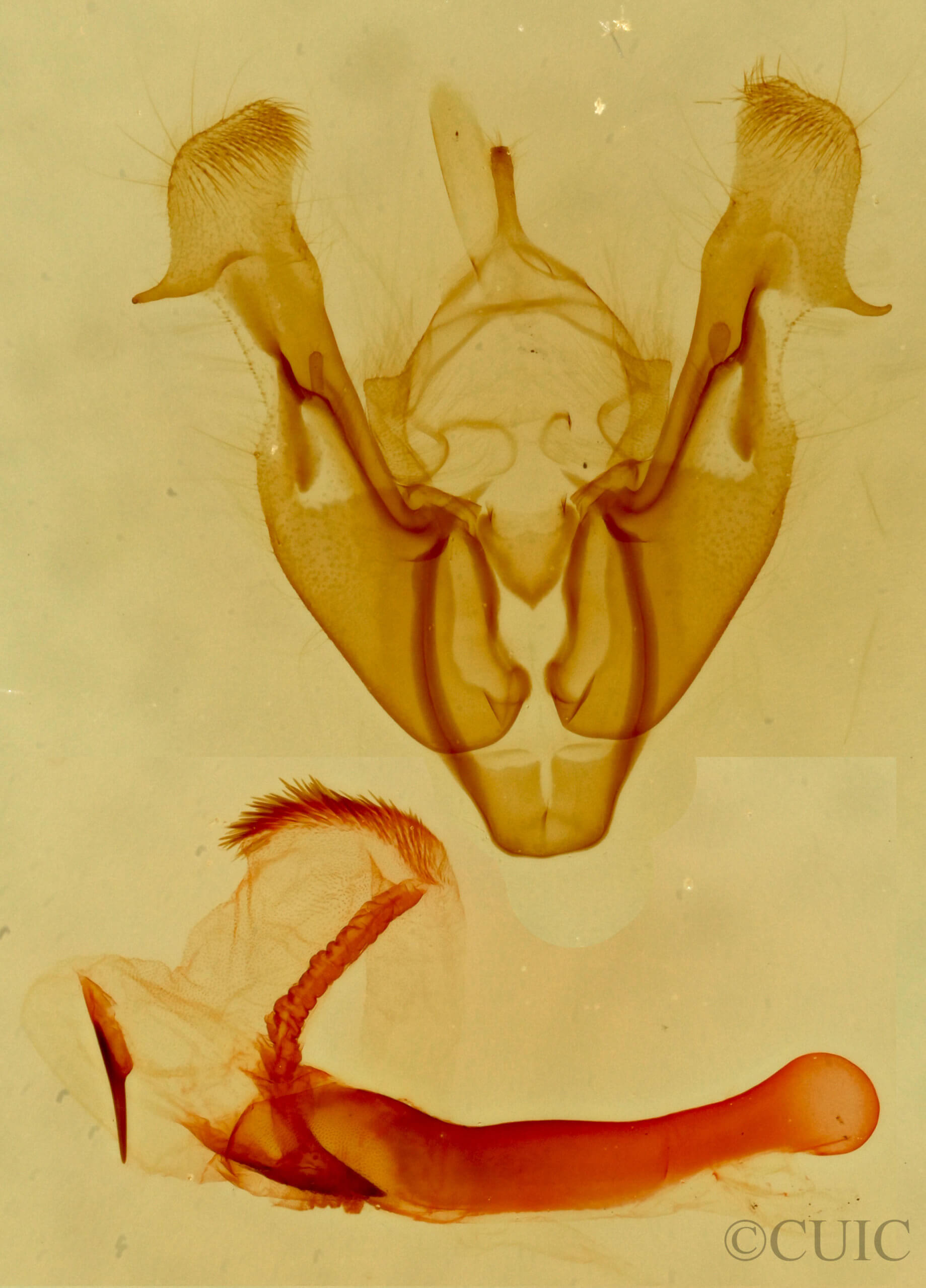 genitalia view of adult Neoligia tonsa