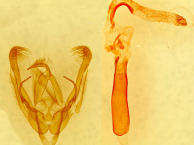 genitalia view of adult Ulolonche sp.