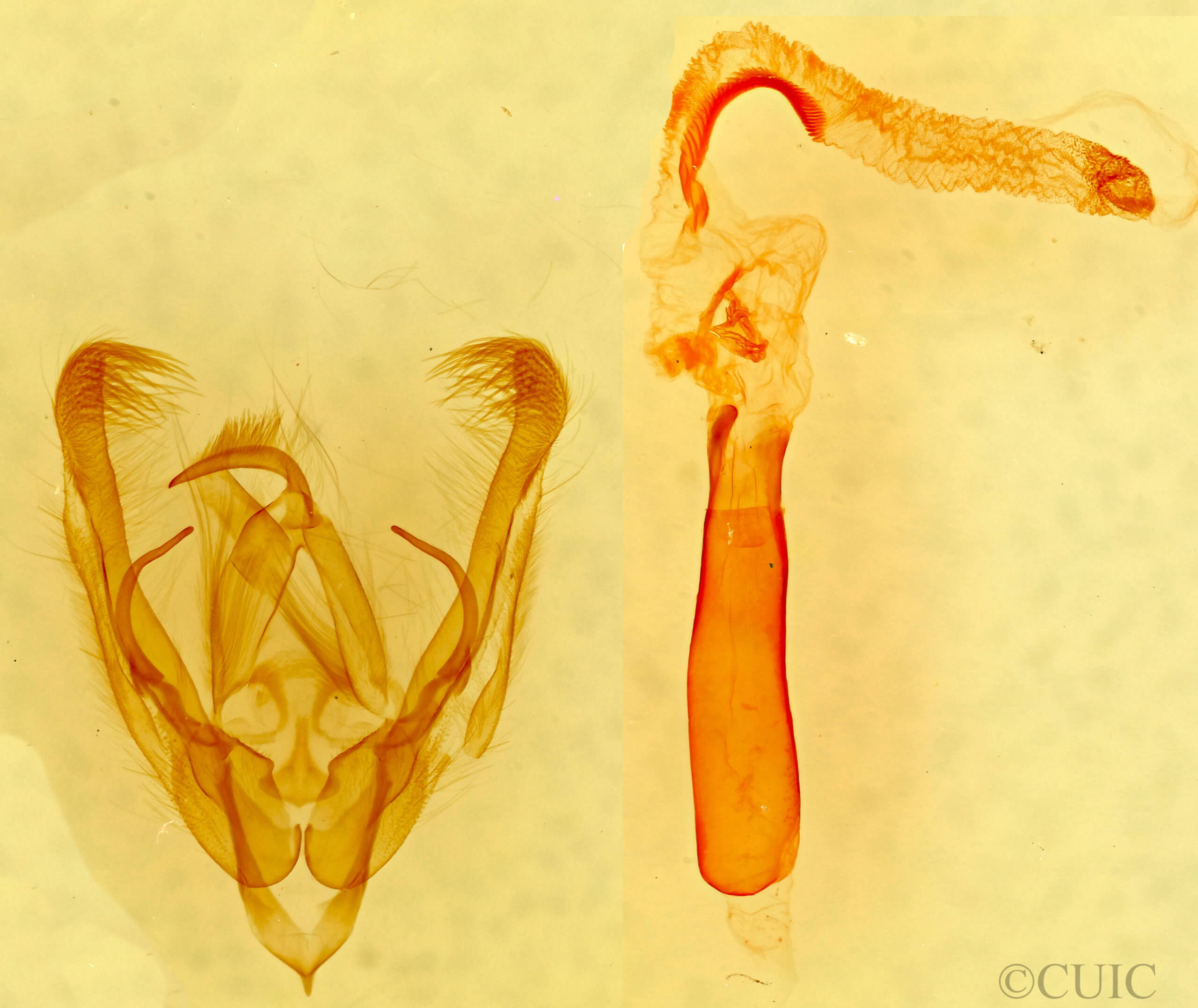 genitalia view of adult Ulolonche sp.