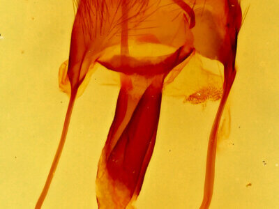 genitalia view of adult Ulolonche sp.