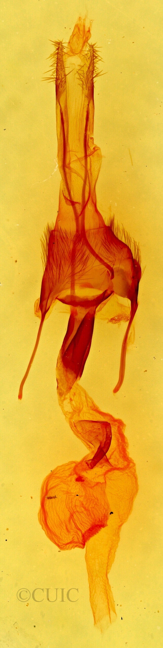genitalia view of adult Ulolonche sp.