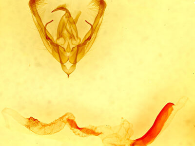 genitalia view of adult Ulolonche sp.