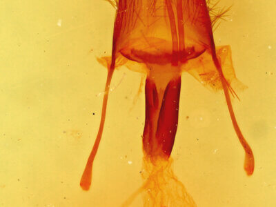 genitalia view of adult Ulolonche sp.