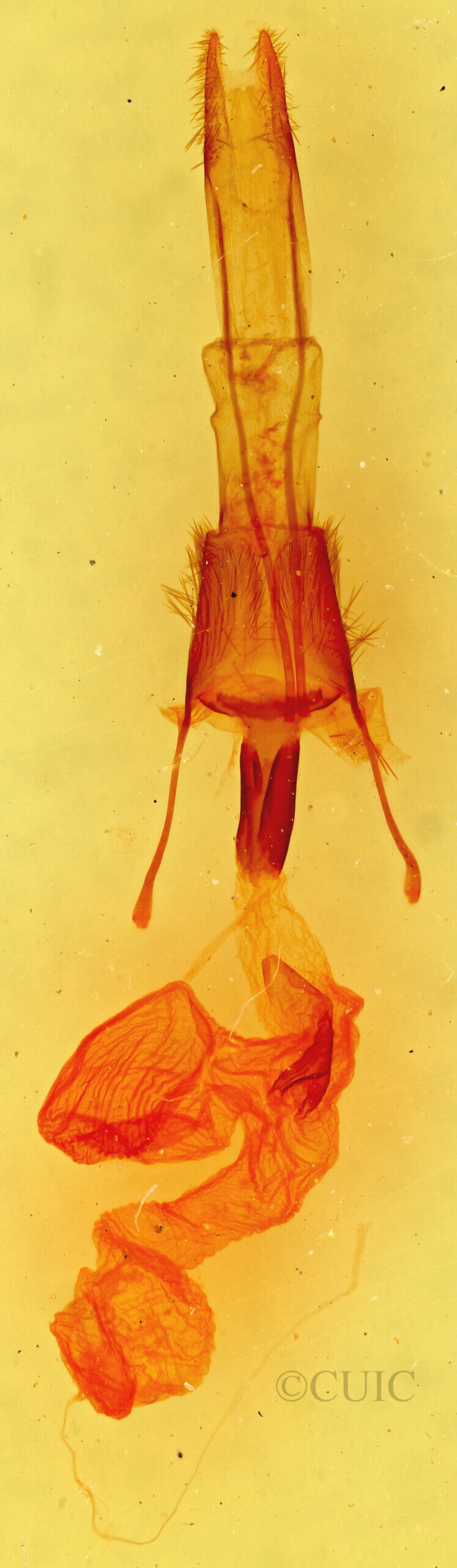 genitalia view of adult Ulolonche sp.