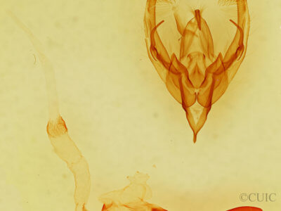 genitalia view of adult Ulolonche dilecta