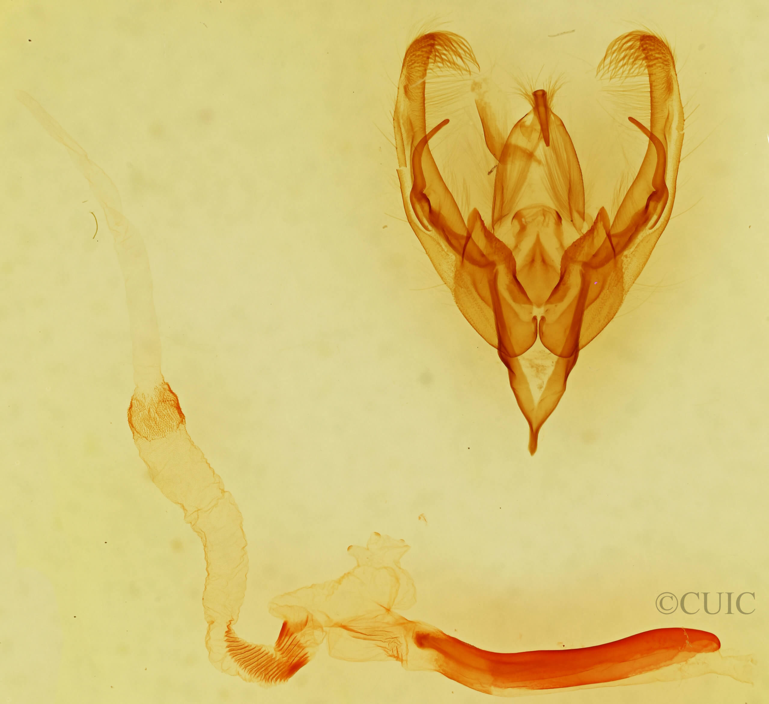 genitalia view of adult Ulolonche dilecta