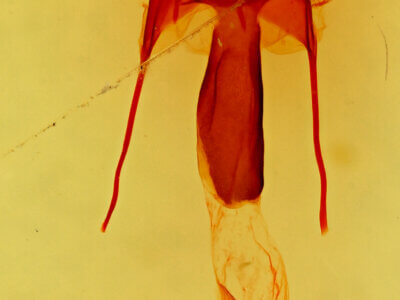 genitalia view of adult Ulolonche dilecta