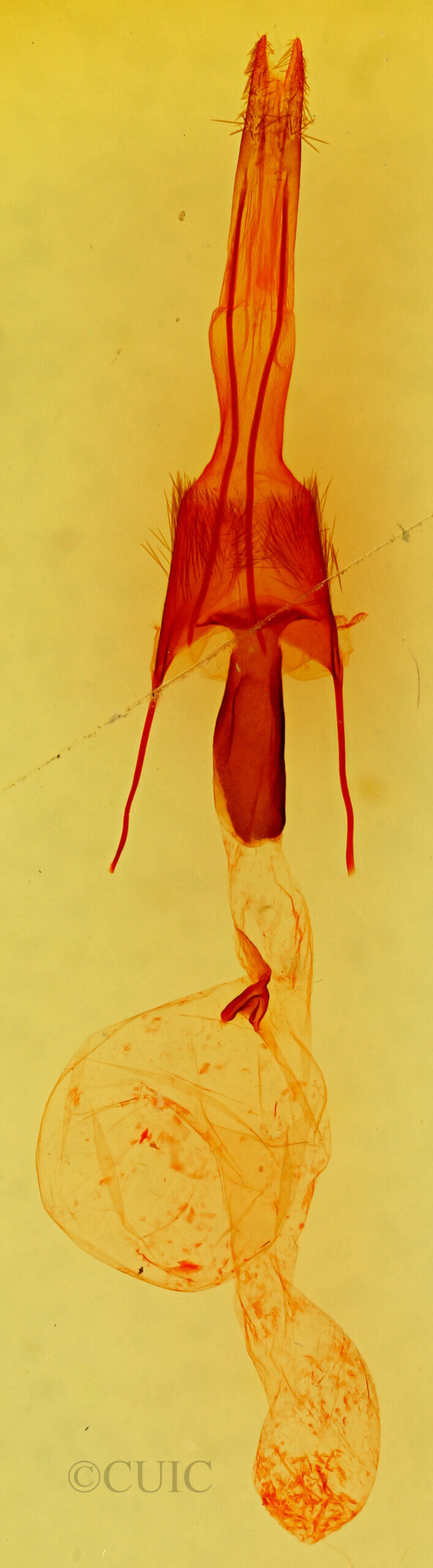 genitalia view of adult Ulolonche dilecta