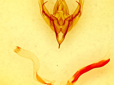 genitalia view of adult Ulolonche dilecta