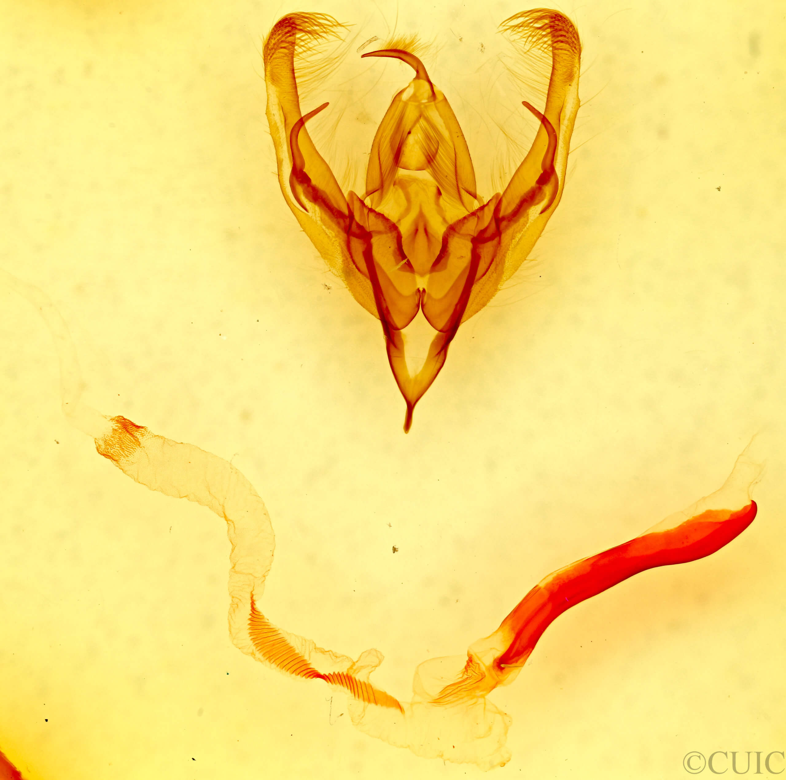 genitalia view of adult Ulolonche dilecta