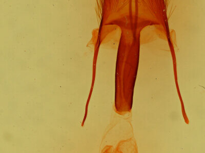 genitalia view of adult Ulolonche dilecta