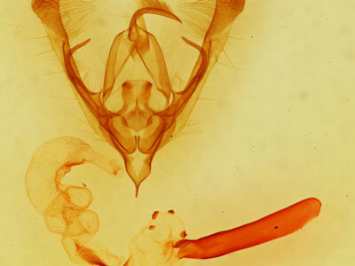 genitalia view of adult Ulolonche consopita