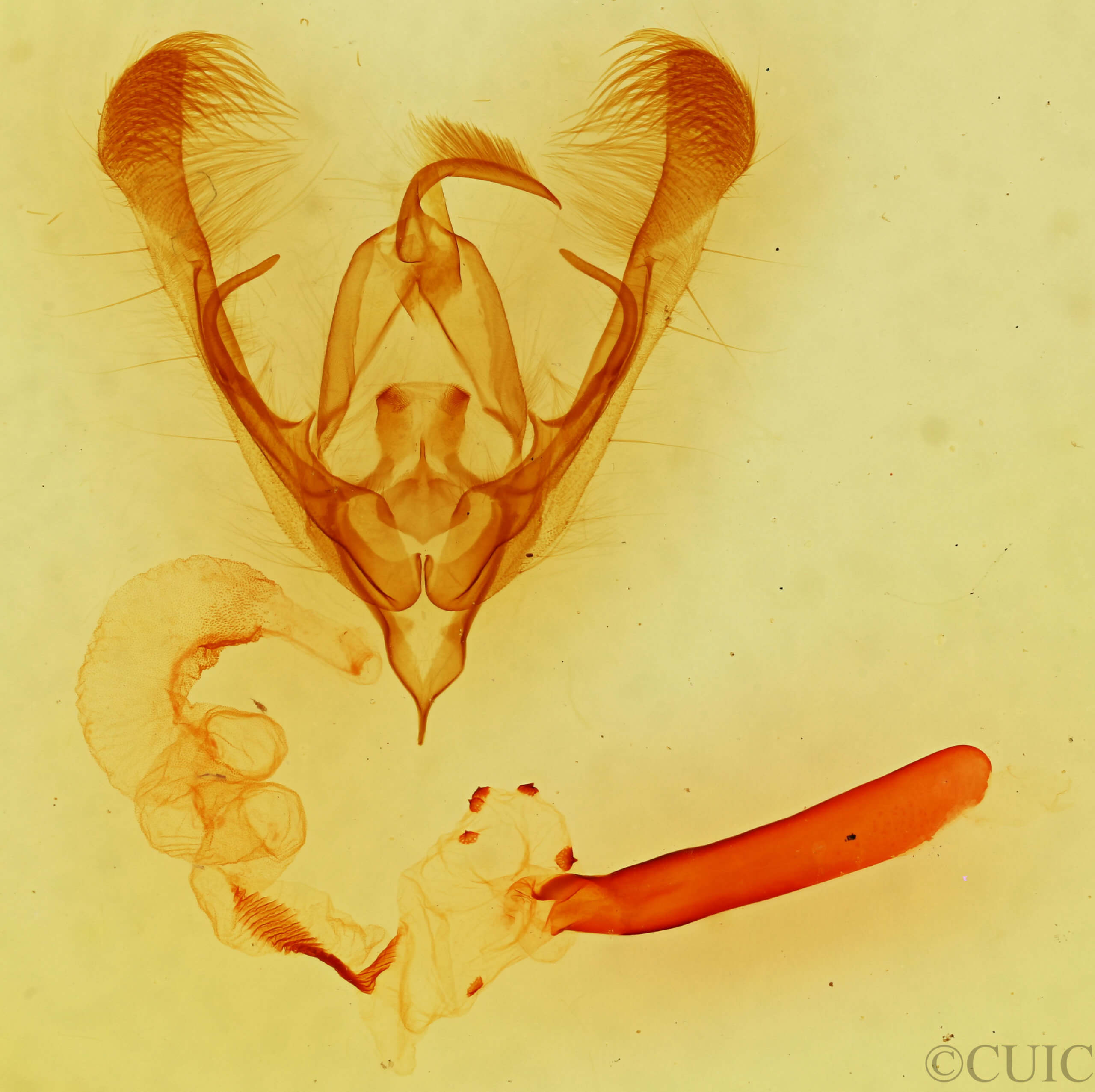 genitalia view of adult Ulolonche consopita