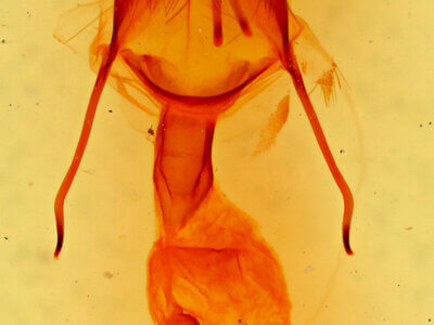 genitalia view of adult Ulolonche consopita