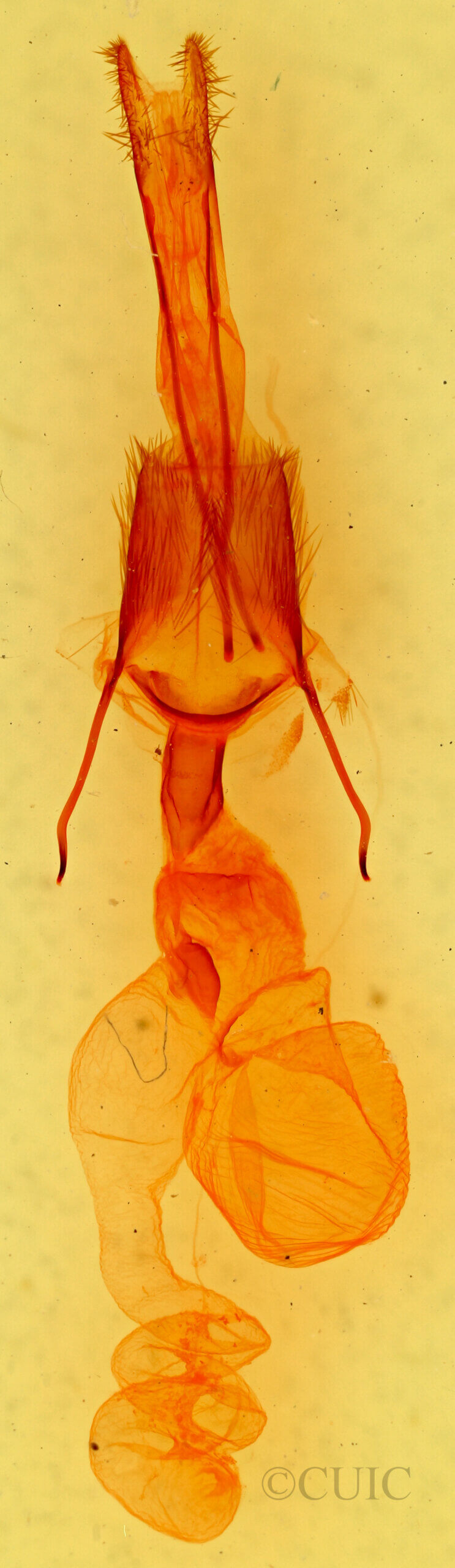 genitalia view of adult Ulolonche consopita
