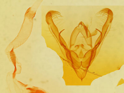 genitalia view of adult Ulolonche fasciata