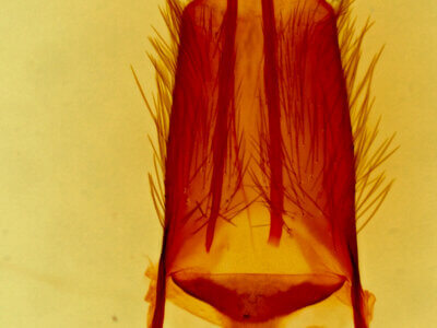 genitalia view of adult Ulolonche fasciata