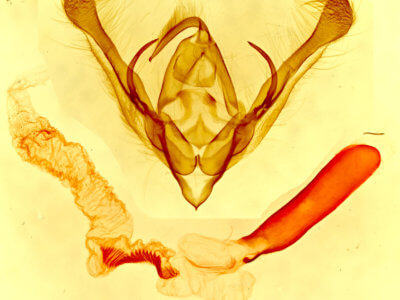 genitalia view of adult Ulolonche niveiguttata