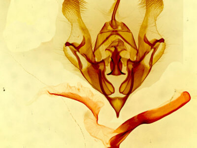 genitalia view of adult Protorthodes melanopis