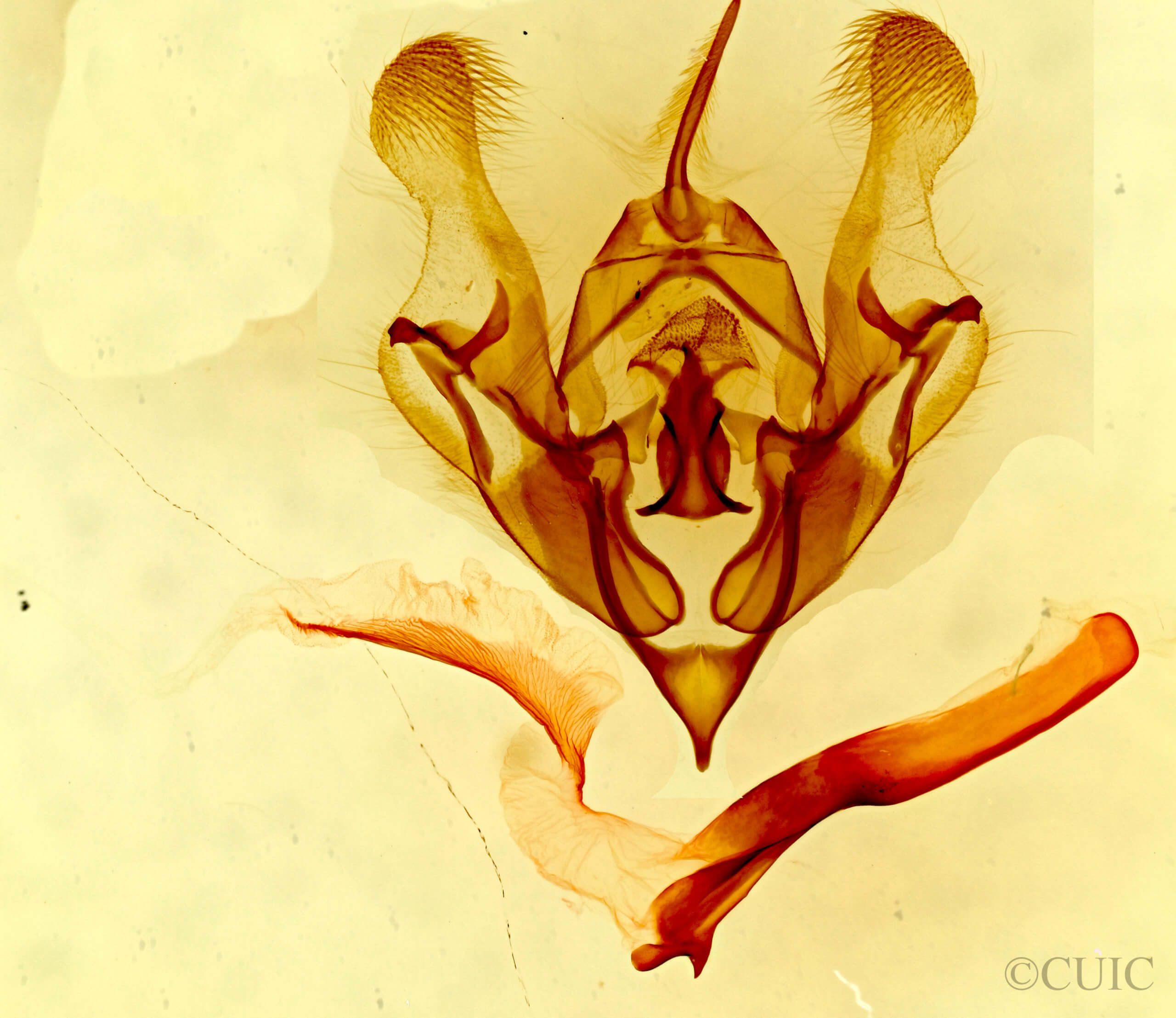 genitalia view of adult Protorthodes melanopis