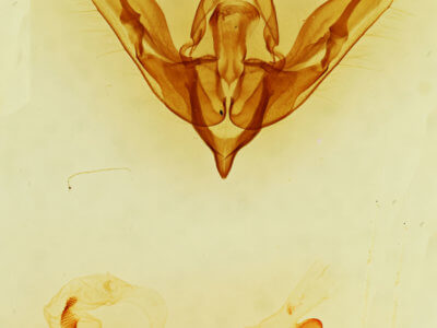genitalia view of adult Lophoceramica artega