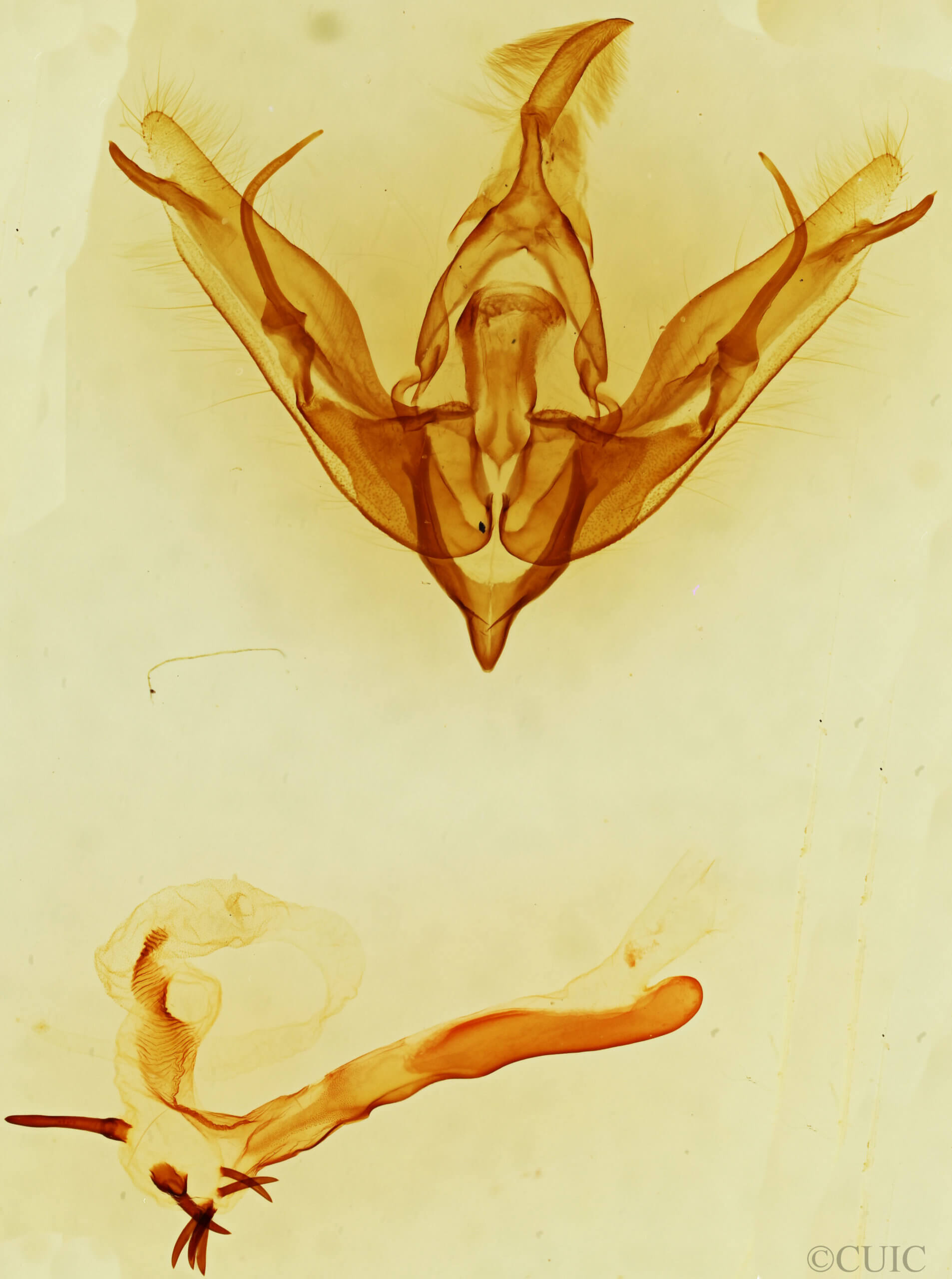 genitalia view of adult Lophoceramica artega