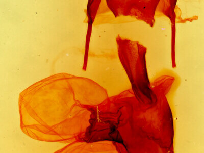 genitalia view of adult Lophoceramica artega