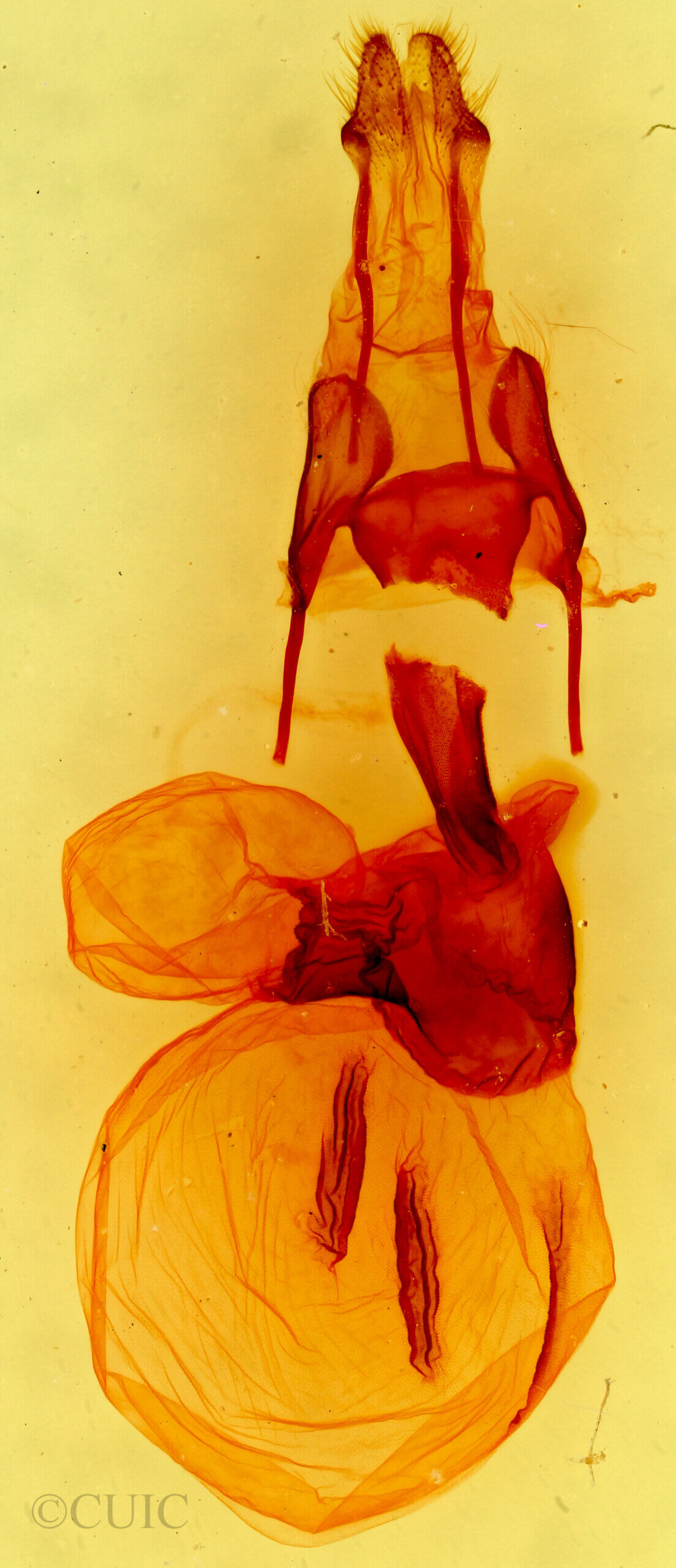 genitalia view of adult Lophoceramica artega