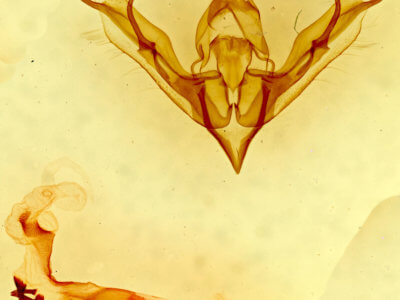 genitalia view of adult Lophoceramica artega