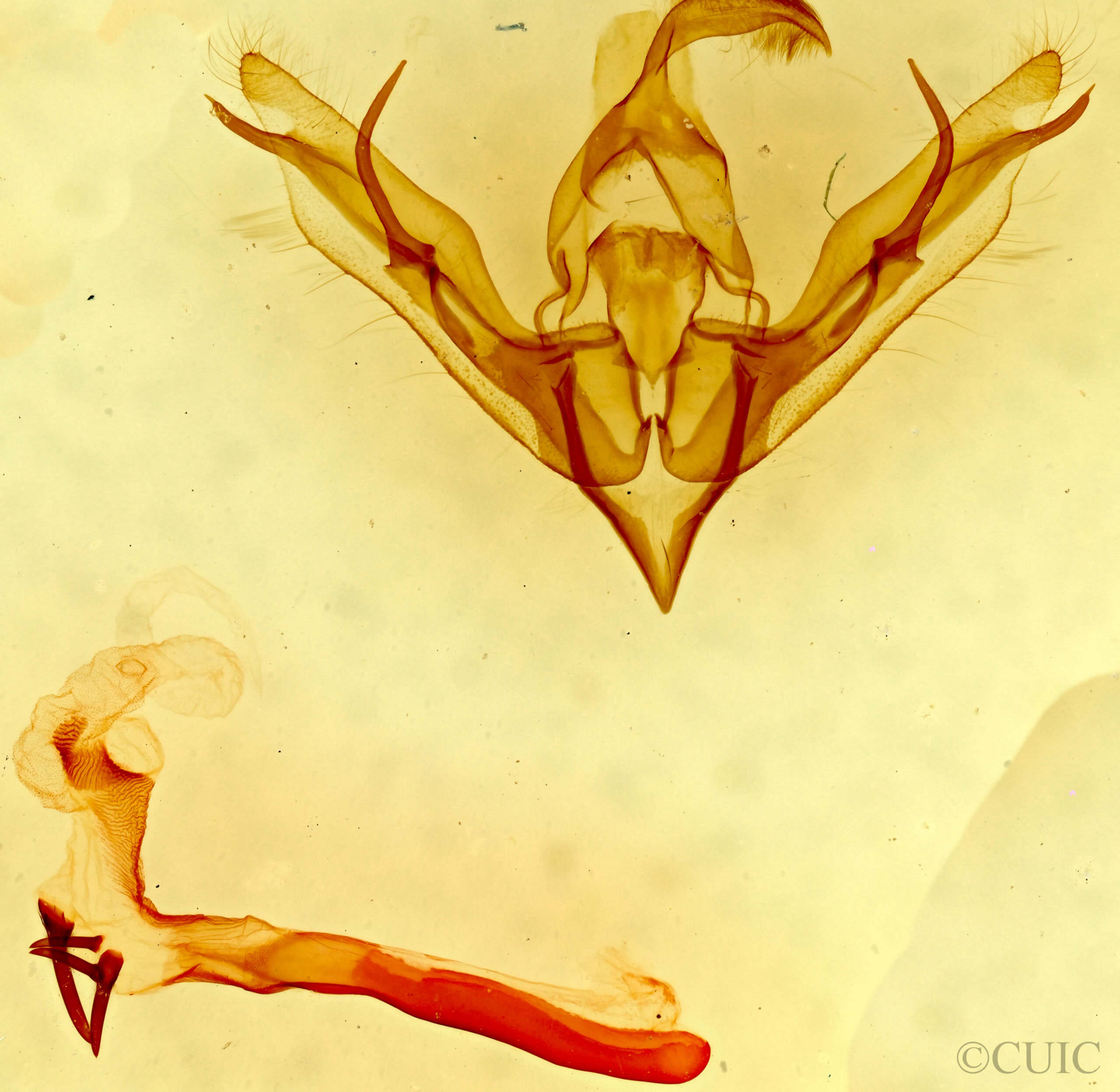 genitalia view of adult Lophoceramica artega