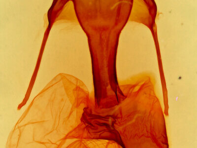 genitalia view of adult Lophoceramica artega