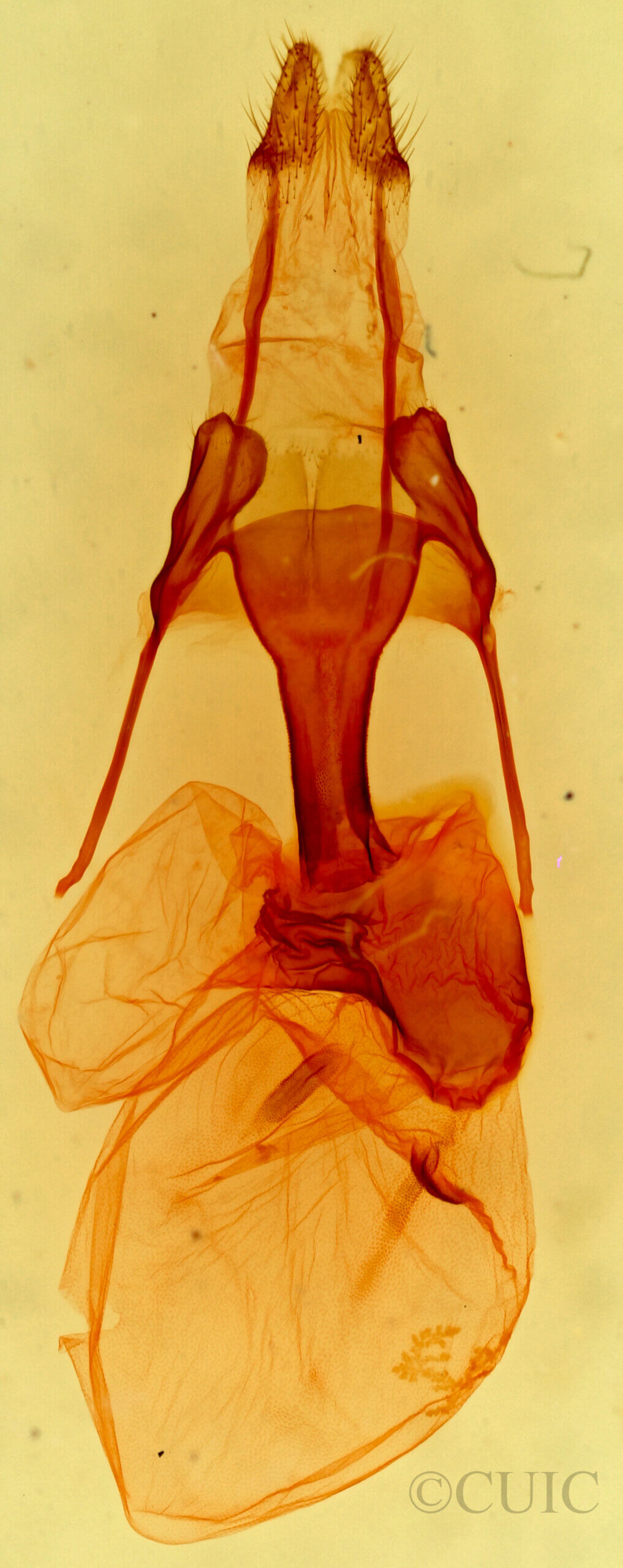genitalia view of adult Lophoceramica artega