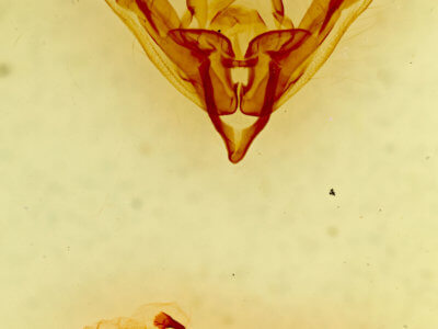 genitalia view of adult Tricholita fistula