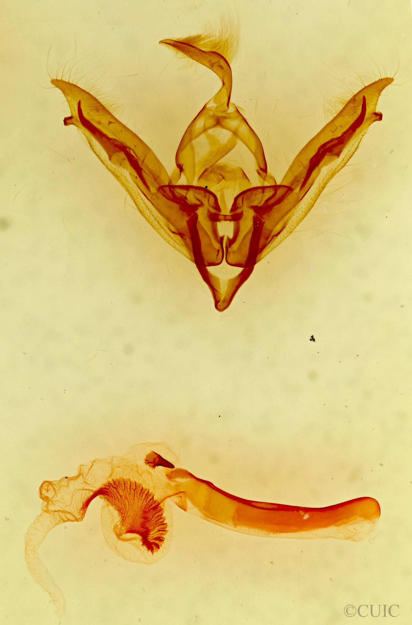 genitalia view of adult Tricholita fistula