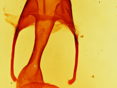 genitalia view of adult Tricholita fistula