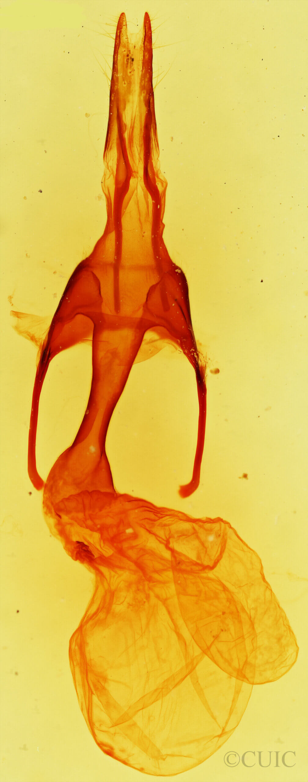 genitalia view of adult Tricholita fistula