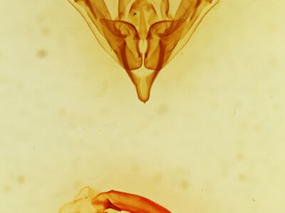 genitalia view of adult Tricholita sp.