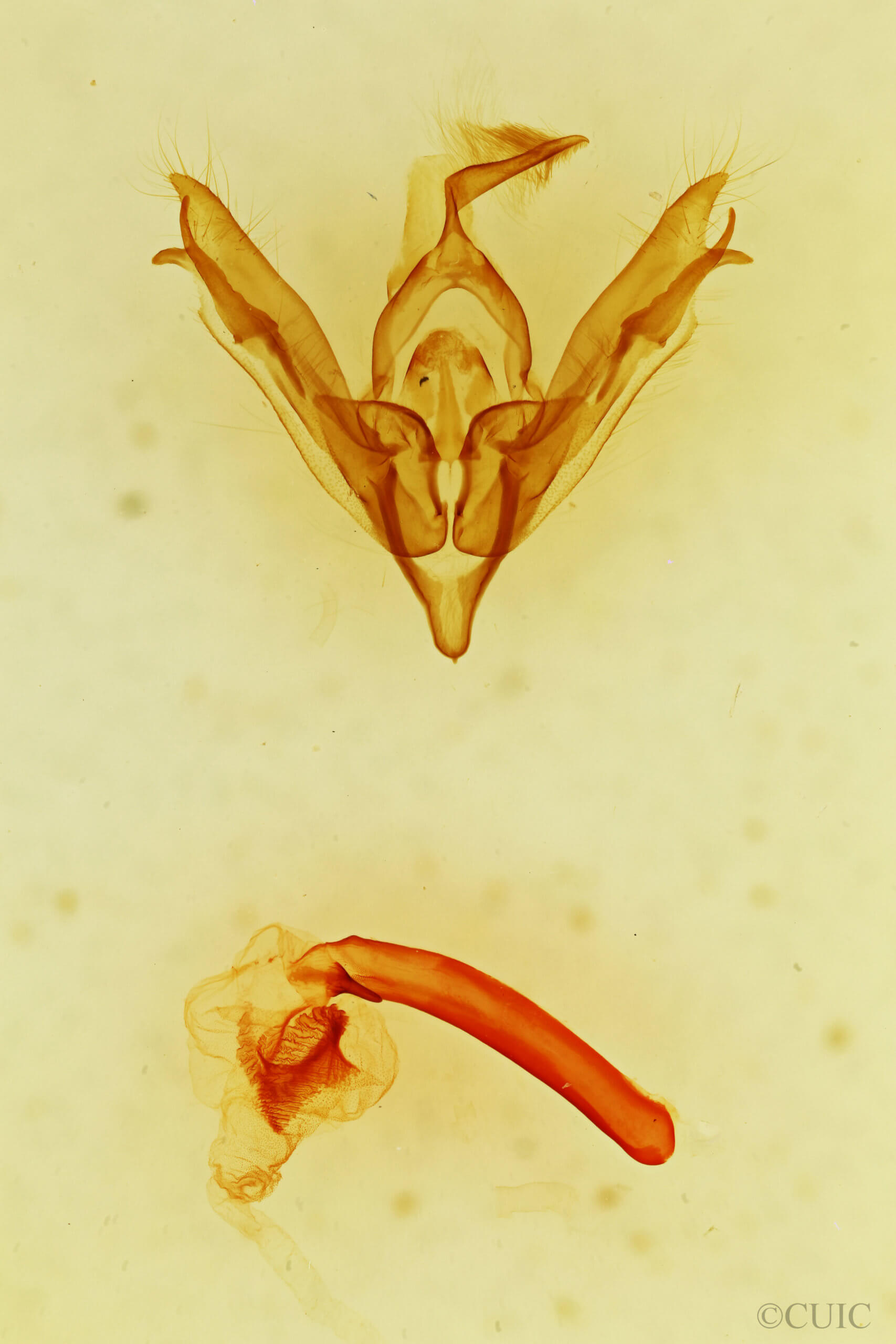 genitalia view of adult Tricholita sp.
