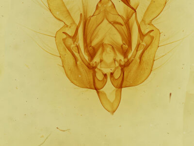 genitalia view of adult Leucania dia