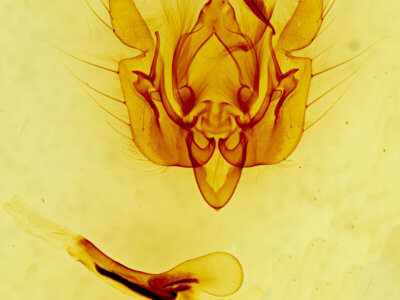 genitalia view of adult Leucania sp.