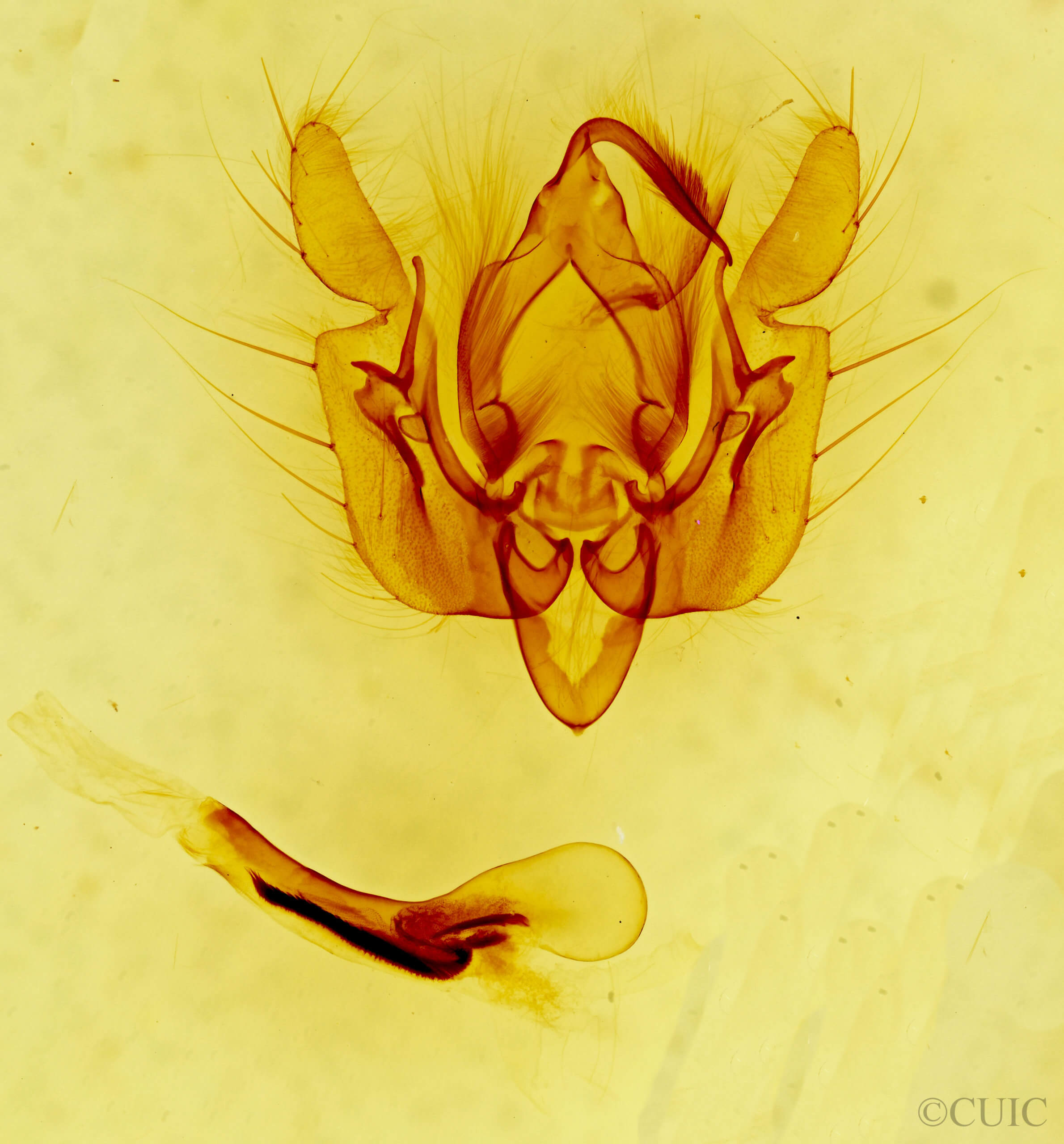 genitalia view of adult Leucania sp.
