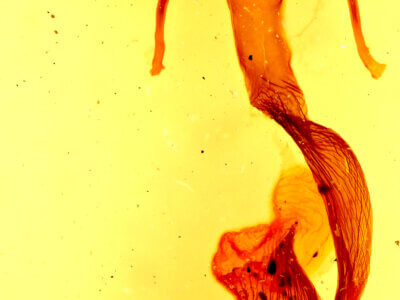 genitalia view of adult Leucania insueta