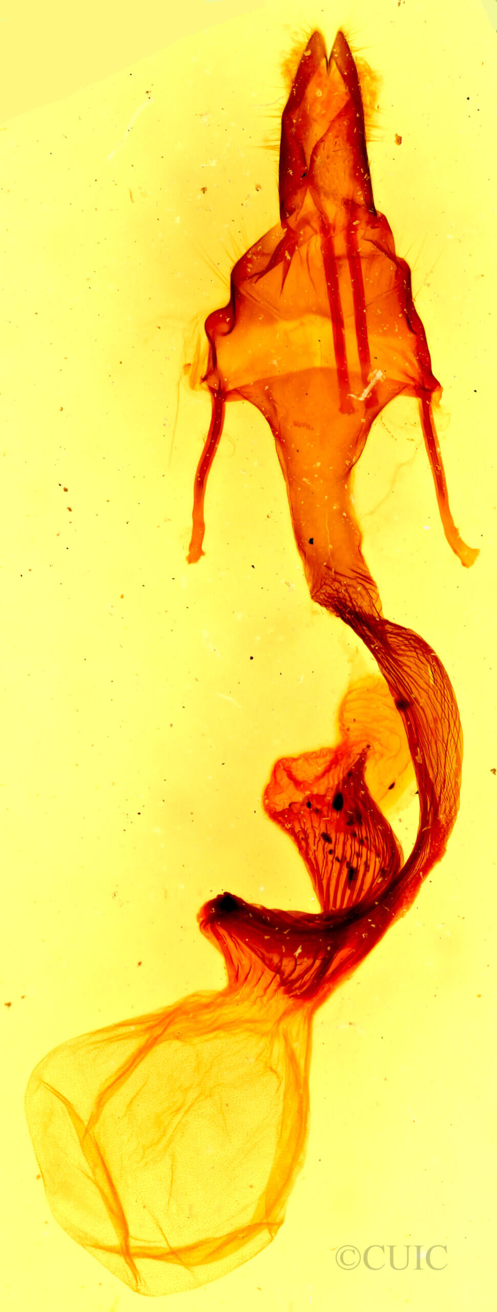 genitalia view of adult Leucania insueta