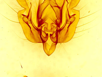 genitalia view of adult Leucania insueta