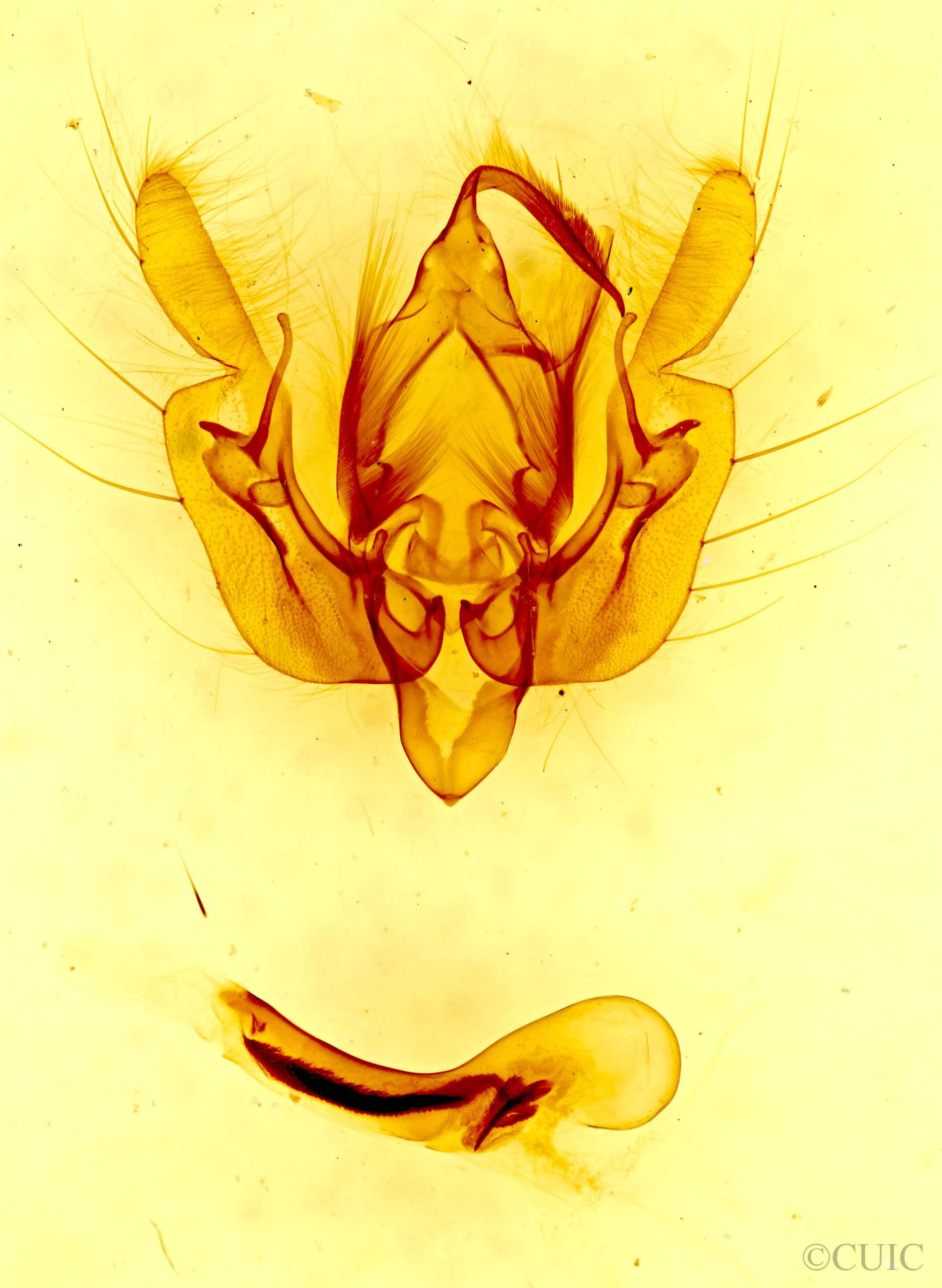 genitalia view of adult Leucania insueta