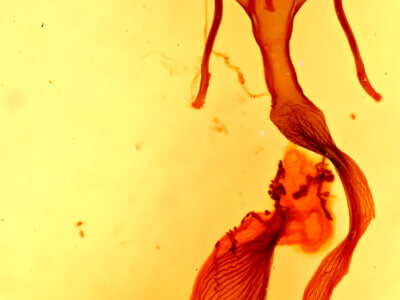 genitalia view of adult Leucania insueta