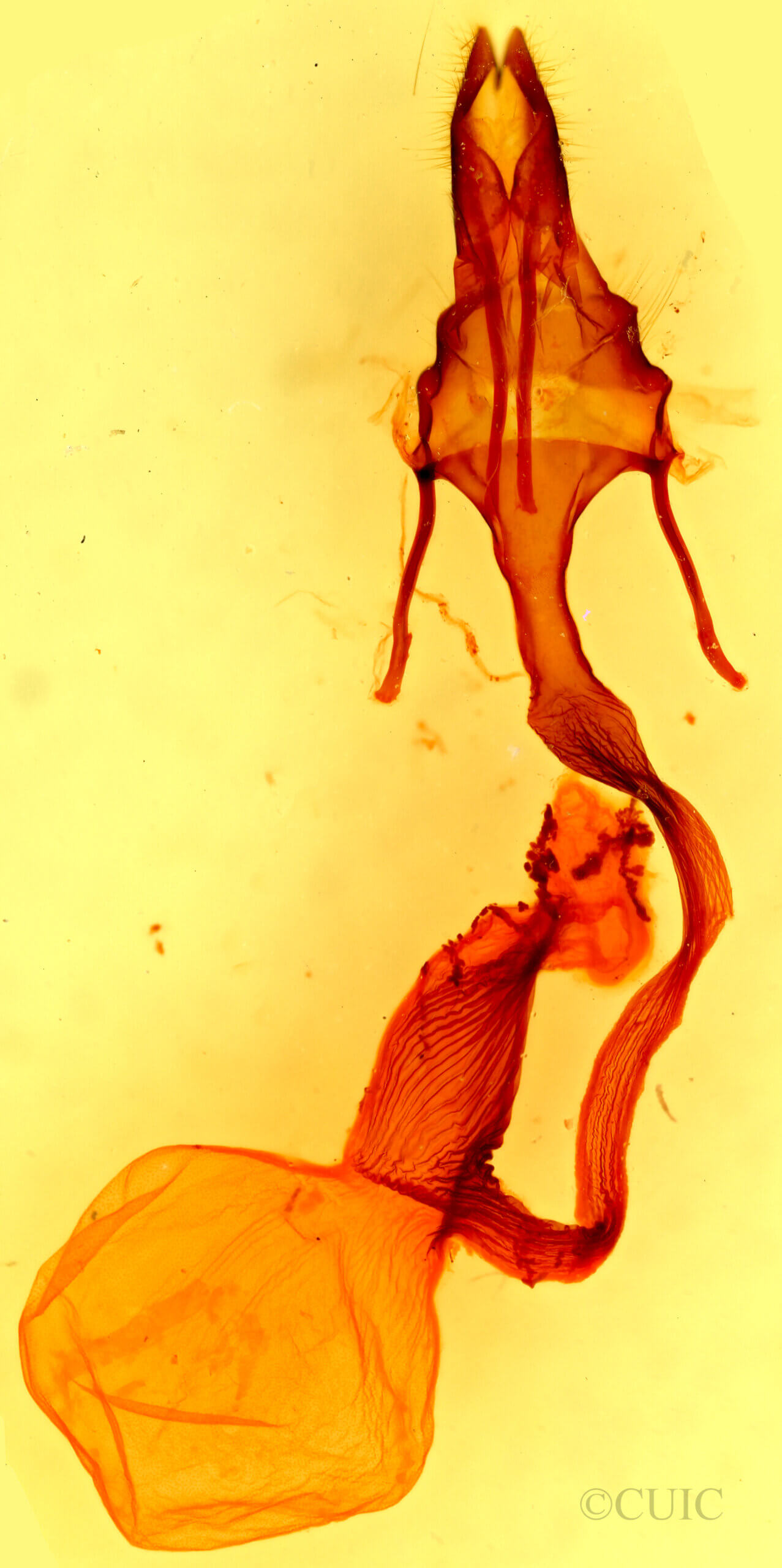 genitalia view of adult Leucania insueta